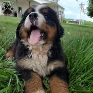 DIXIE, Bernese Mountain Dog Puppy