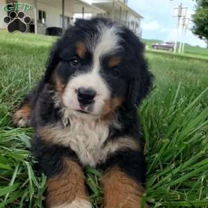 DIXIE, Bernese Mountain Dog Puppy