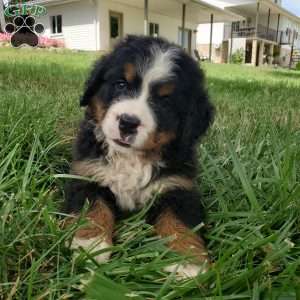 DIXIE, Bernese Mountain Dog Puppy