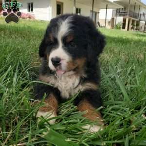 DIXIE, Bernese Mountain Dog Puppy
