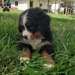 DIXIE, Bernese Mountain Dog Puppy