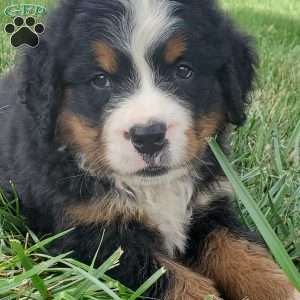 DIXIE, Bernese Mountain Dog Puppy