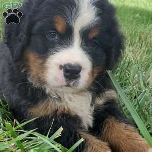 DIXIE, Bernese Mountain Dog Puppy