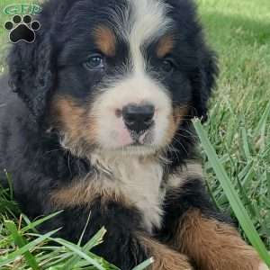 DIXIE, Bernese Mountain Dog Puppy