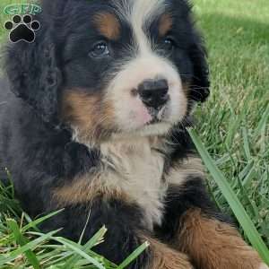 DIXIE, Bernese Mountain Dog Puppy