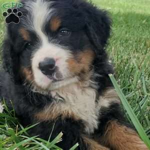 DIXIE, Bernese Mountain Dog Puppy