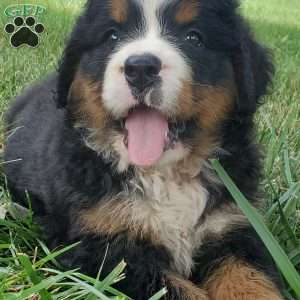 DIXIE, Bernese Mountain Dog Puppy