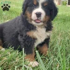 DIXIE, Bernese Mountain Dog Puppy