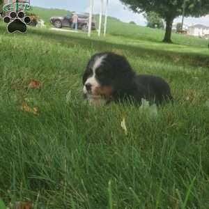 DIXIE, Bernese Mountain Dog Puppy