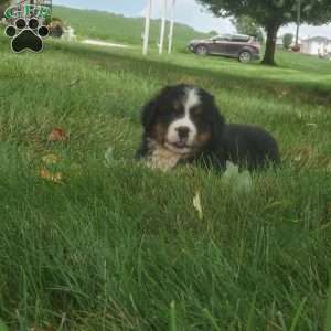 DIXIE, Bernese Mountain Dog Puppy