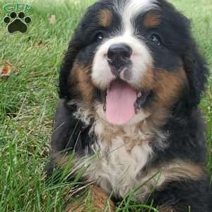 DIXIE, Bernese Mountain Dog Puppy