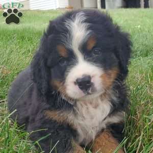 DIXIE, Bernese Mountain Dog Puppy