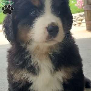 DOTTIE, Bernese Mountain Dog Puppy