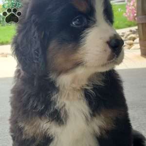 DOTTIE, Bernese Mountain Dog Puppy