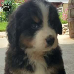 DOTTIE, Bernese Mountain Dog Puppy