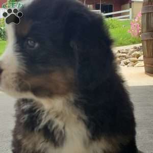 DOTTIE, Bernese Mountain Dog Puppy