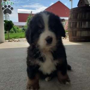 DOTTIE, Bernese Mountain Dog Puppy