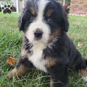 DOTTIE, Bernese Mountain Dog Puppy