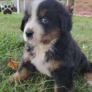 DOTTIE, Bernese Mountain Dog Puppy