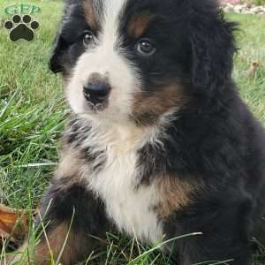 DOTTIE, Bernese Mountain Dog Puppy