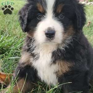 DOTTIE, Bernese Mountain Dog Puppy
