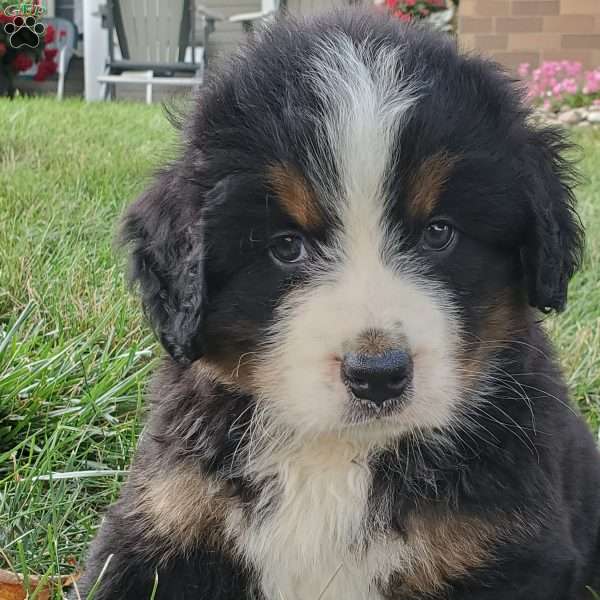 DOTTIE, Bernese Mountain Dog Puppy