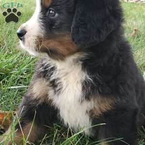 DOTTIE, Bernese Mountain Dog Puppy