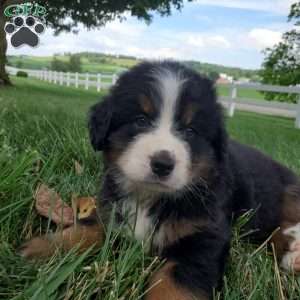 DOTTIE, Bernese Mountain Dog Puppy