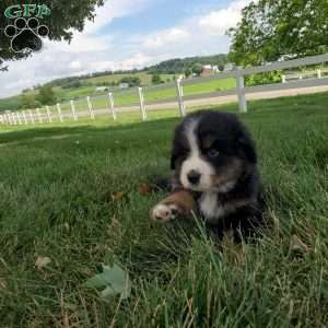 DOTTIE, Bernese Mountain Dog Puppy