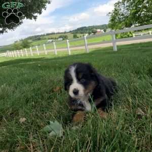 DOTTIE, Bernese Mountain Dog Puppy