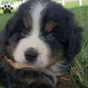 DOTTIE, Bernese Mountain Dog Puppy