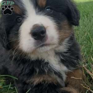 DOTTIE, Bernese Mountain Dog Puppy