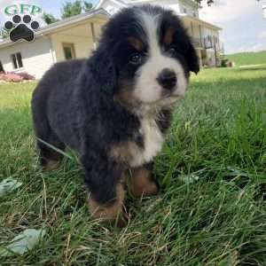 DOTTIE, Bernese Mountain Dog Puppy