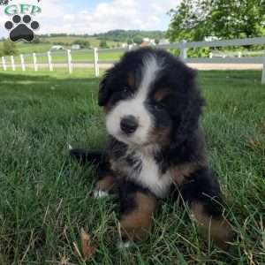 DOTTIE, Bernese Mountain Dog Puppy