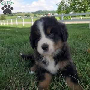 DOTTIE, Bernese Mountain Dog Puppy