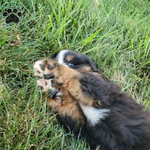 DOTTIE, Bernese Mountain Dog Puppy