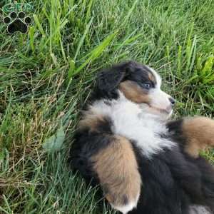 DOTTIE, Bernese Mountain Dog Puppy