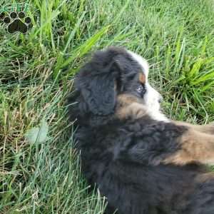 DOTTIE, Bernese Mountain Dog Puppy