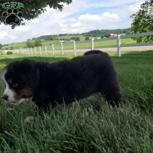 DOTTIE, Bernese Mountain Dog Puppy