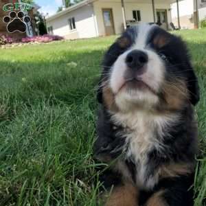 DOTTIE, Bernese Mountain Dog Puppy