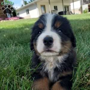 DOTTIE, Bernese Mountain Dog Puppy