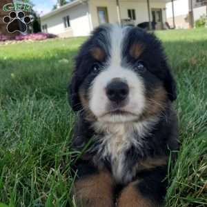 DOTTIE, Bernese Mountain Dog Puppy