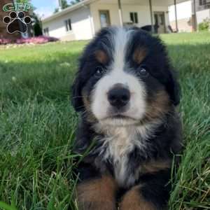 DOTTIE, Bernese Mountain Dog Puppy