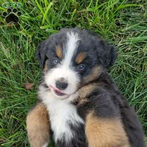 DOTTIE, Bernese Mountain Dog Puppy