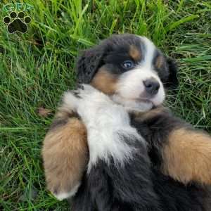 DOTTIE, Bernese Mountain Dog Puppy