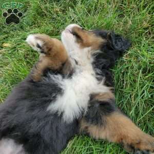 DOTTIE, Bernese Mountain Dog Puppy