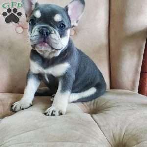 Pearl, French Bulldog Puppy