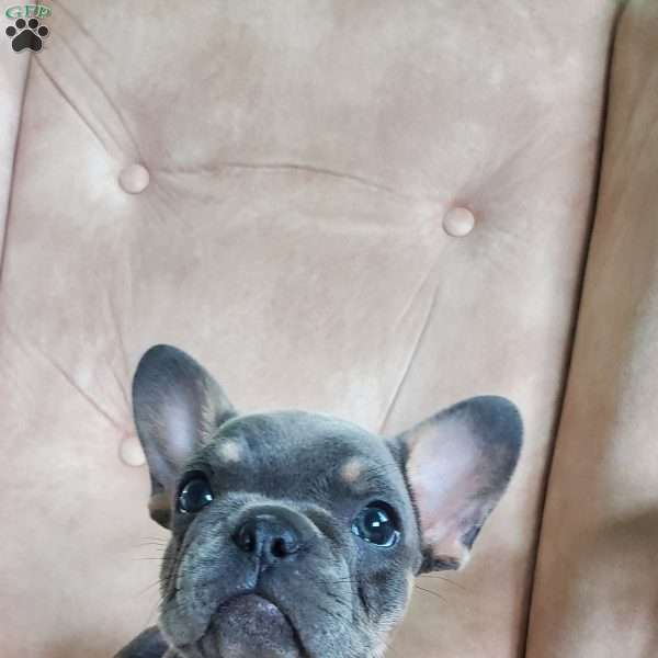 Peggy, French Bulldog Puppy