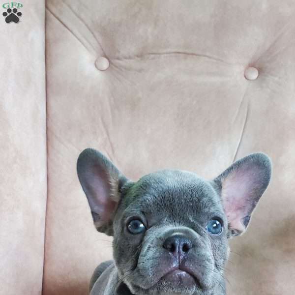 Paxton, French Bulldog Puppy