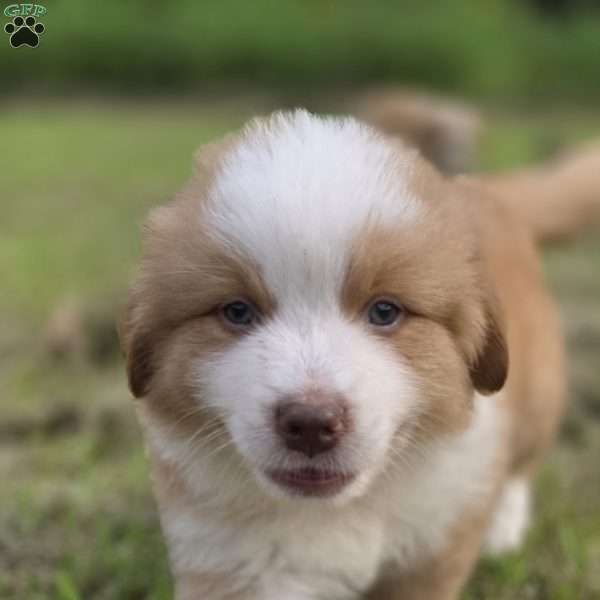 Rocky, Australian Shepherd Puppy